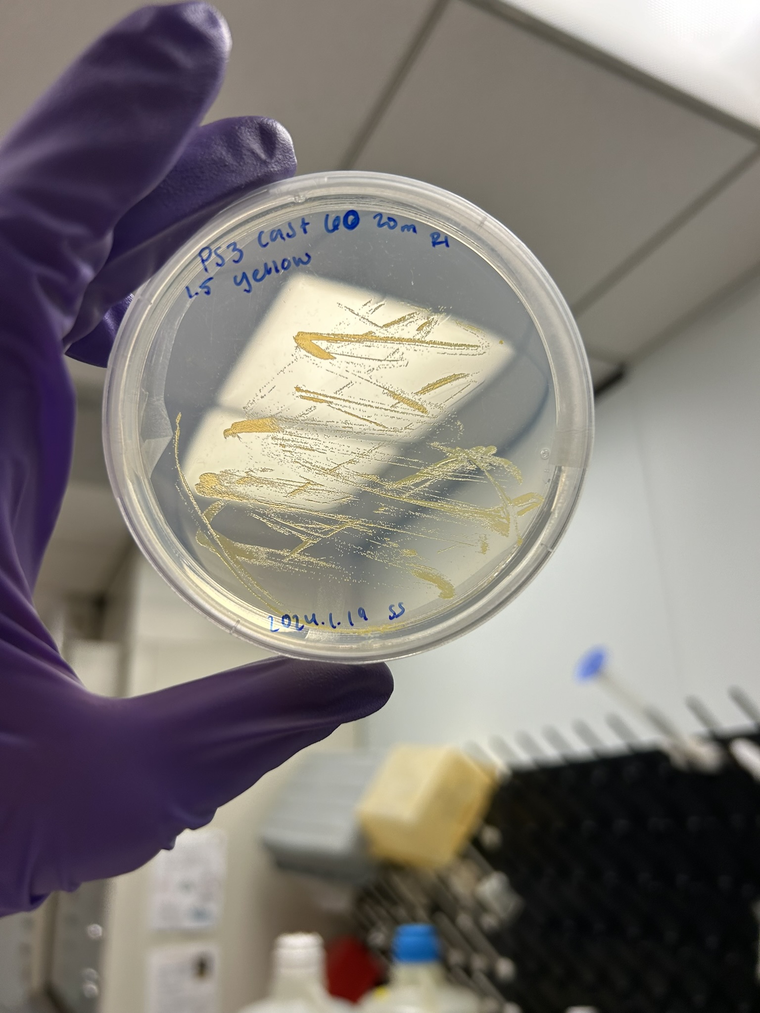 Cultivated fungi from the ETSP oxygen minimum zone