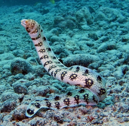 A snowflake moray eel underwater