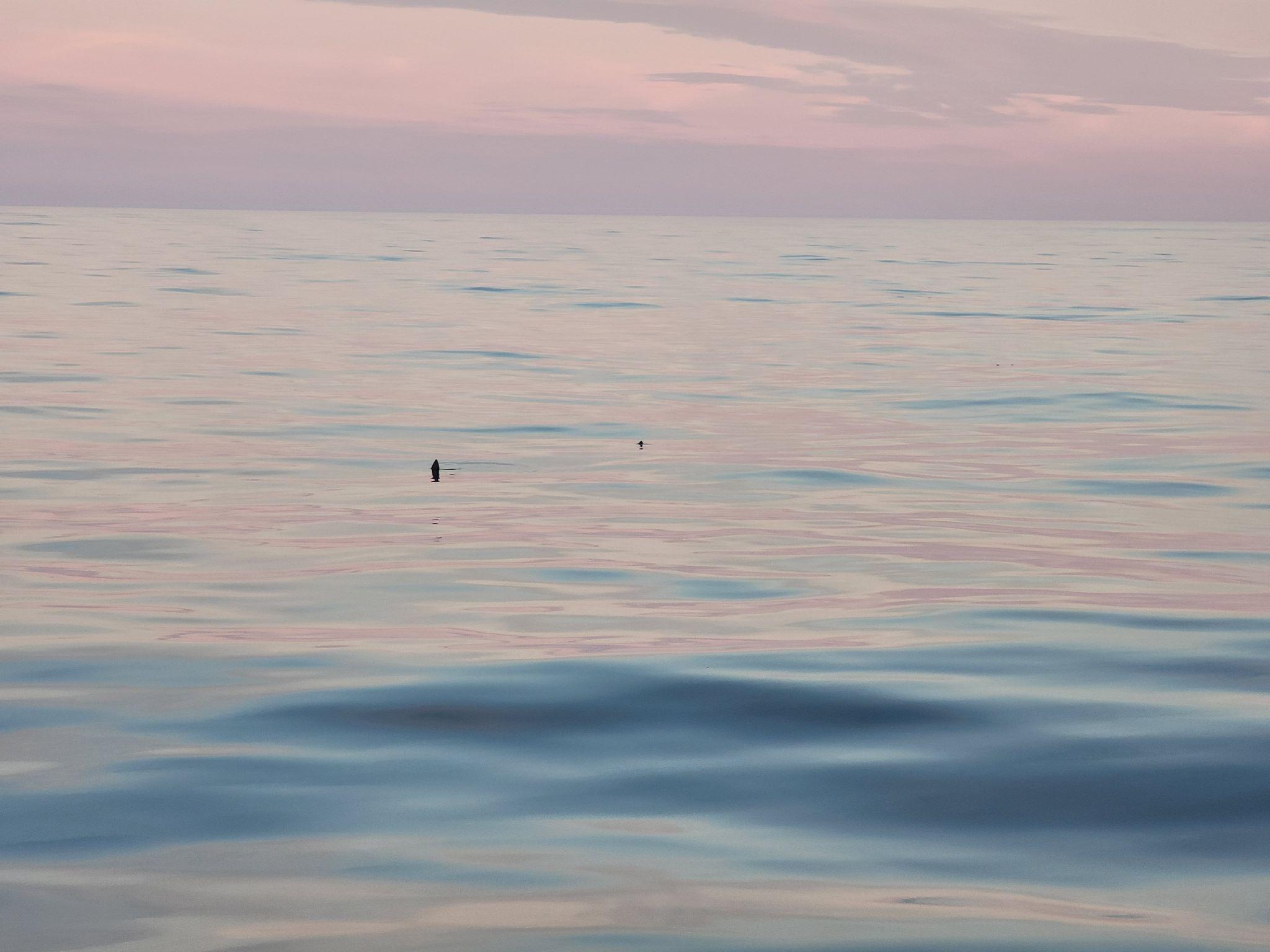 Ocean sunfish fin at the sea surface